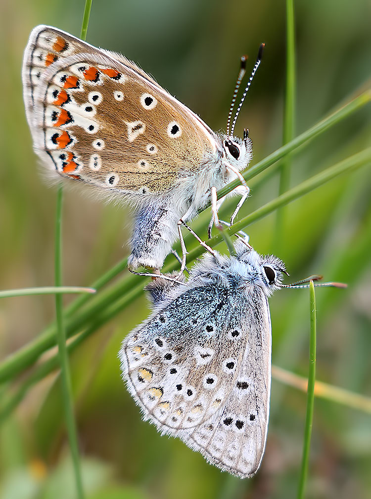 common blues